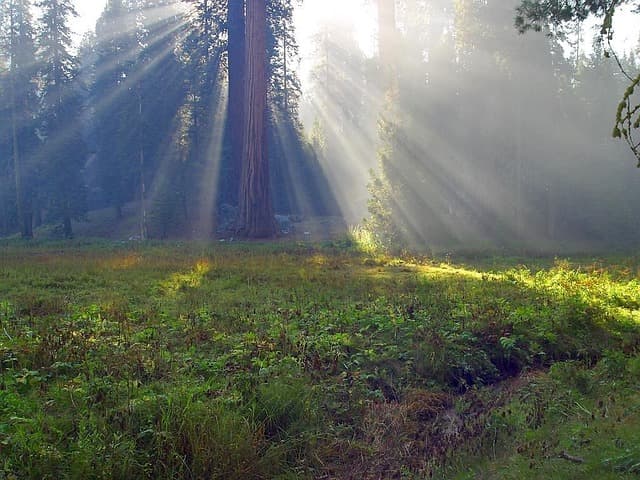 The Ironwoods